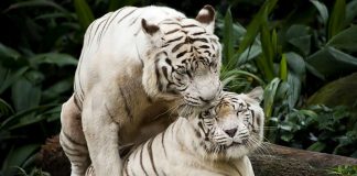 Singapore Zoo - White tigers mating