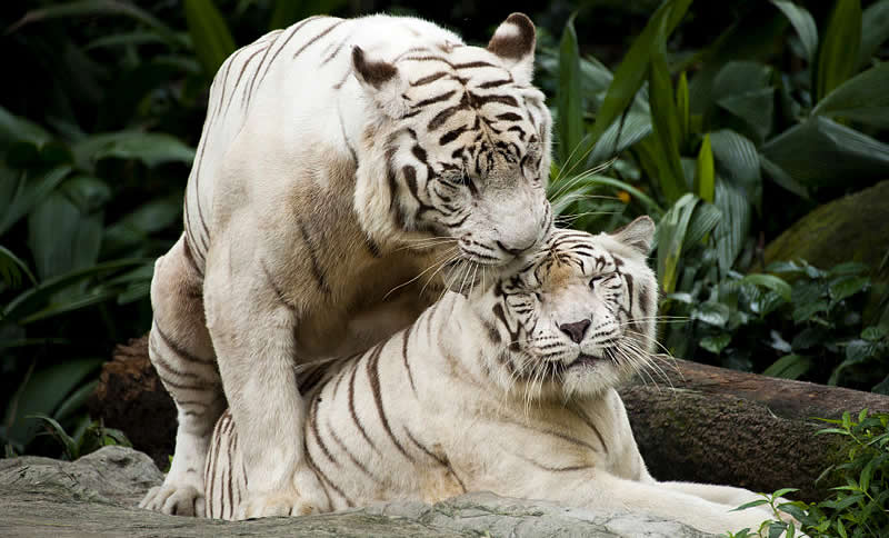 Singapore Zoo - White tigers mating