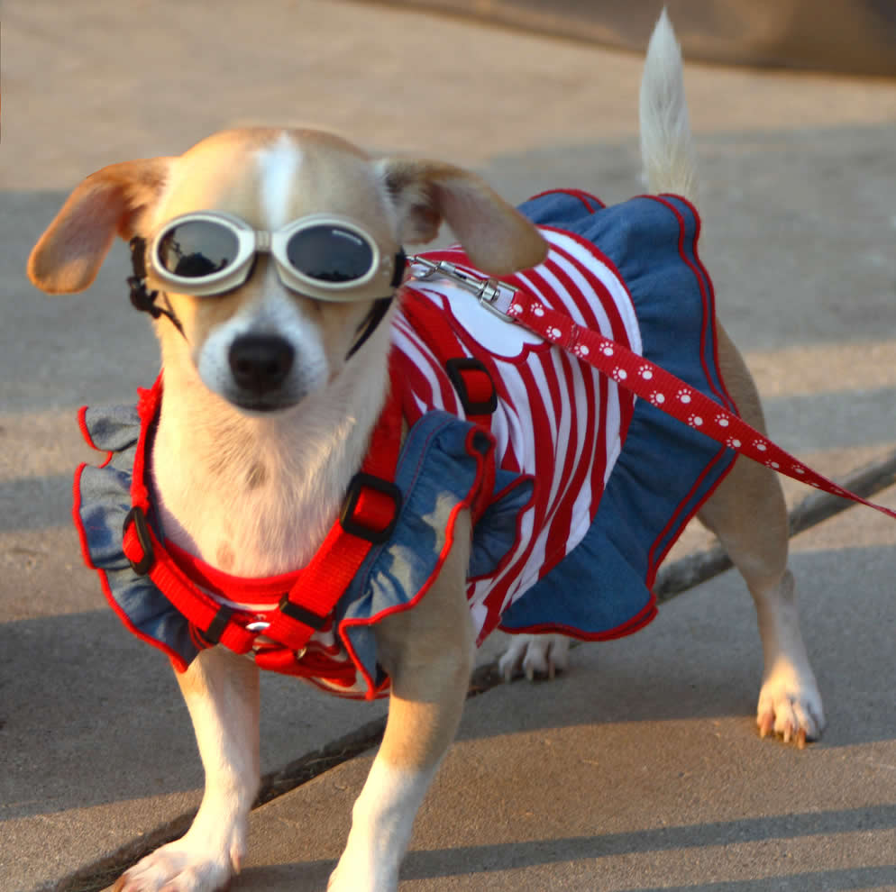 Sun protection - Australia - dog eyes protection from UV rays