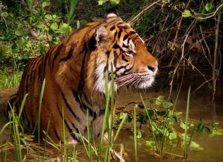 Tiger - wildlife travel - camping danger