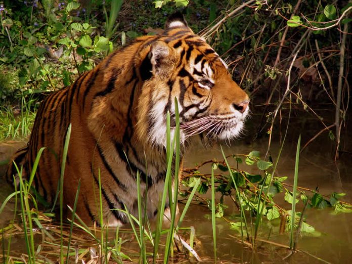 Tiger - wildlife travel - camping danger