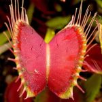 The trap of a Venus fly trap, showing trigger hairs - travel - camping danger