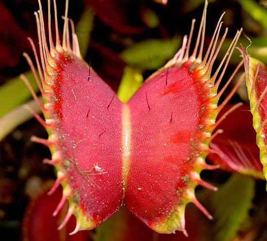 The trap of a Venus fly trap, showing trigger hairs - travel - camping danger