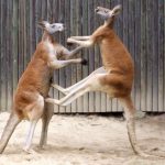 Australia wildlife: Fighting red kangaroos