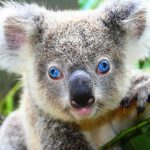 Australia wildlife: blue-eyed koala