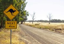 Kangaroo Next 4 km - Australian road sign on a country road