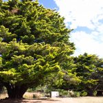 Kyneton-Botanical-Gardens-day-trip-MelbourneWP_20170326_15_21_35_Pro__highres_e