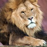 Lion in Colchester Zoo