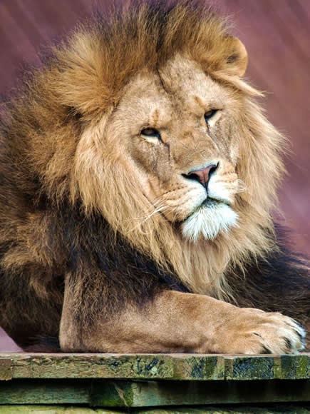 Lion in Colchester Zoo