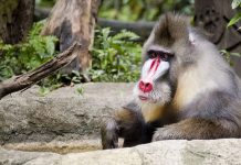 Mandrill - Singapore Zoo - Australians Travelling - Singapore