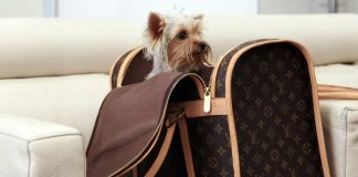 Pet dog in a bag at Ataturk Airport, Istanbul - travelling with pets