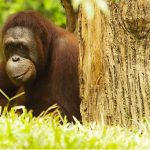 Singapore Zoo - The Must Visit Destinations in SingaporeSingapore Zoo