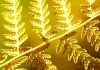 photo - macro - light - nature - yellow fern