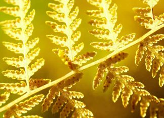 photo - macro - light - nature - yellow fern