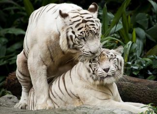 Singapore Zoo - White tigers mating