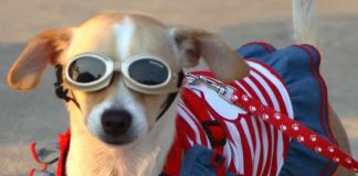 Sun protection - Australia - dog eyes protection from UV rays