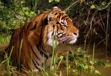 Tiger - wildlife travel - camping danger